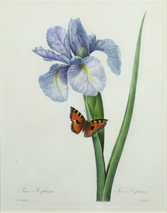 Iris xiphium, wyryty przez Langlois, z "Choix des Plus Belles Fleurs", 1827